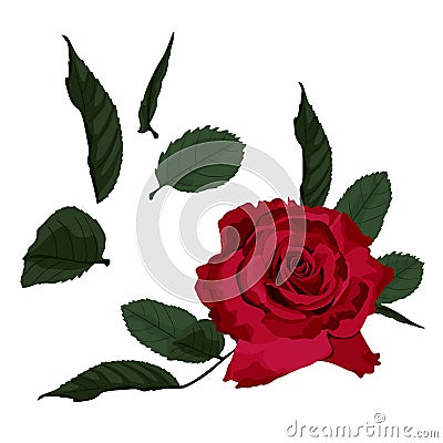 Red roses isolated on white background. Vector illustration. Can be used as invitation card for wedding, birthday and other holid Cartoon Illustration