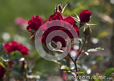 Red Roses in outdoor garden Stock Photo
