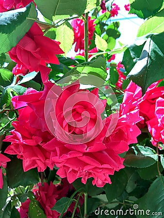 Red roses Stock Photo