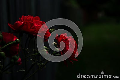 Red roses sticking seen int he early morning summer sunshine Stock Photo