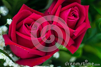 Red roses Stock Photo