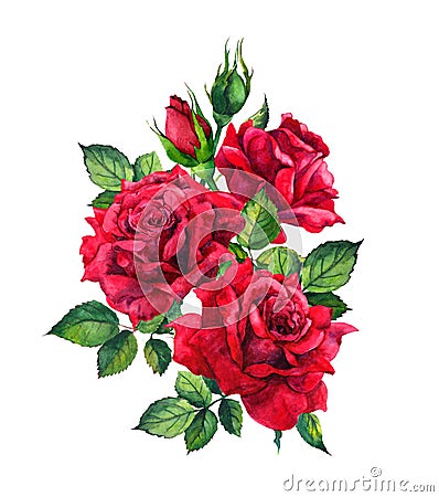 Red roses. Watercolor sketch Stock Photo