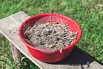 Red plastic bowl with spikelets stands on wooden bench Stock Photo