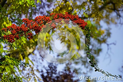 Red rowan berries on green branches against a blue sky. Autumn background. August. Autumn is approaching. Ripening of rowan berrie Stock Photo