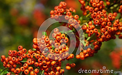 Red rowan berries on green branches against a blue sky. Autumn background. August. Autumn is approaching. Ripening of rowan berrie Stock Photo