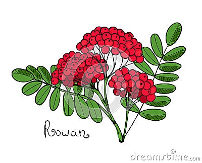 Red Rowan Tree. Isolated twig of rowanberry or ashberry. Leaves and cluster of Sorbus berry. Brunch of sorb Cartoon Illustration