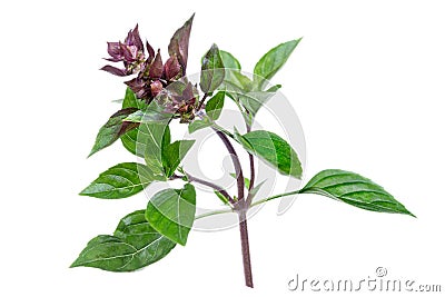 Red rubin basil bush This basil variety has unusual reddish-purple leaves, and a stronger flavour than sweet basil Stock Photo