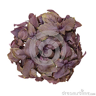 Red rubin basil, Ocimum basilicum Purpurascens, isolated from above Stock Photo