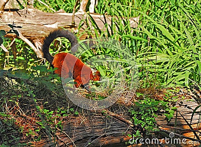 Red ruffed lemur with long curved tail Stock Photo