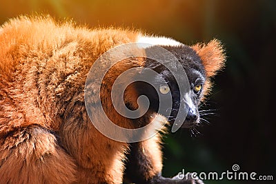 Red ruffed lemur madagascar fragmentcar Stock Photo