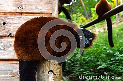 Red ruffed lemur Stock Photo