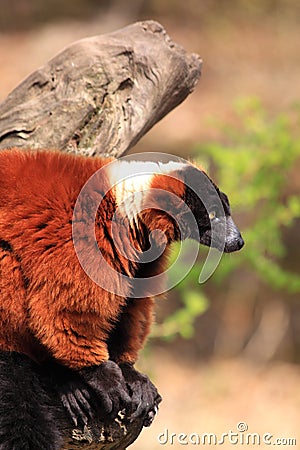 Red ruffed lemur monkey