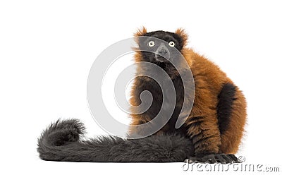 Red ruffed lemur sitting and looking up, isolated Stock Photo