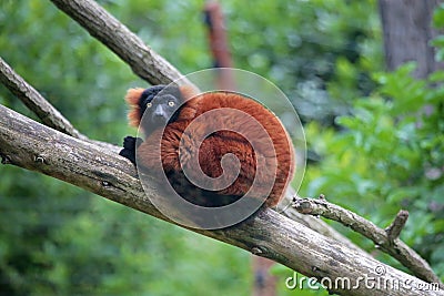 Red ruffed lemur on a tree Stock Photo