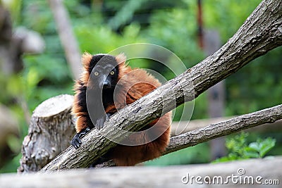 Red ruffed lemur on a tree Stock Photo