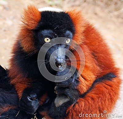 Red ruffed lemur (Varecia rubra) Stock Photo