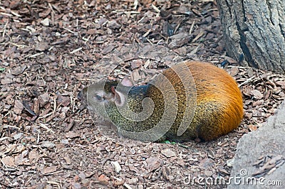 Red-rumped agouti Stock Photo