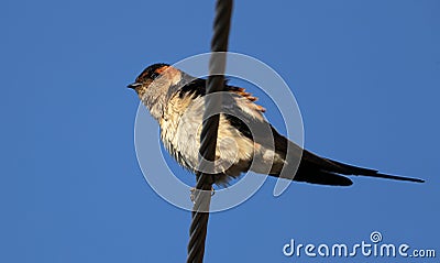 Red rumped swallow Stock Photo