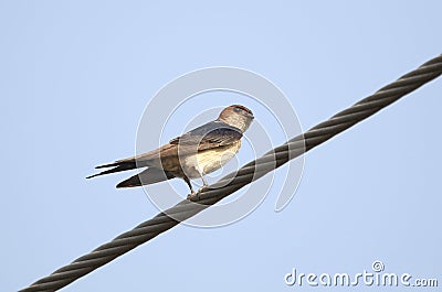 Red rumped swallow Stock Photo