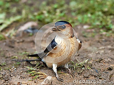 Red-rumped swallow Cecropis daurica Stock Photo