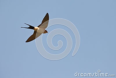 Red-rumped Swallow on flight Stock Photo