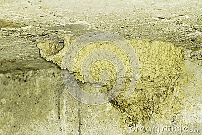 Red-rumped Swallow nest / Cecropis ( Hirundo) daurica Stock Photo