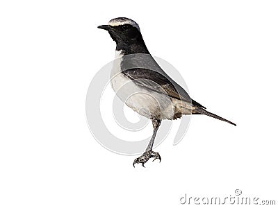 Red-rumped wheatear, Oenanthe moesta Stock Photo