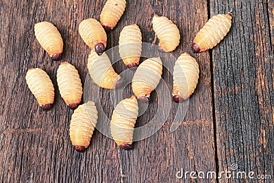 Red Sago beetle, worm palm weevil on the wooden floor Stock Photo