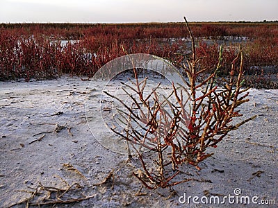 Red salicornia europaea growing on the salt marshland, scenic natural background. Ustrychne lake beach in prairie near Stock Photo