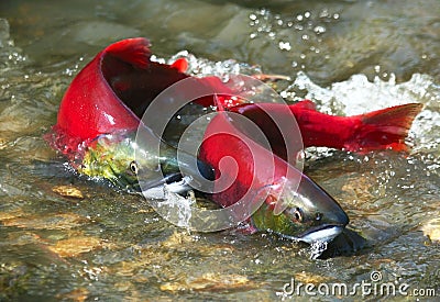 Red salmon couple Stock Photo