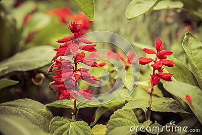 red salvia flowers Stock Photo