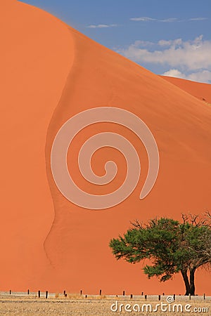 Red sand dune sossusvlei namib naukluft national park safari namibia