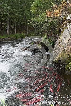 Red saukeye salmon swimming upstream Stock Photo