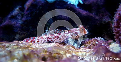 Red Scooter Dragonet Synchiropus stellatus Stock Photo