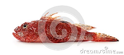 Red scorpionfish Stock Photo