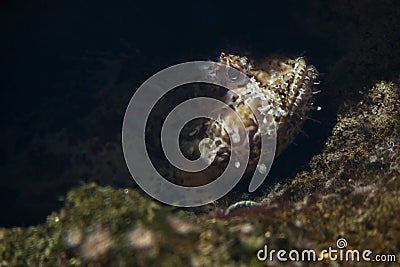 Red scorpionfish Scorpaena scrofa Stock Photo