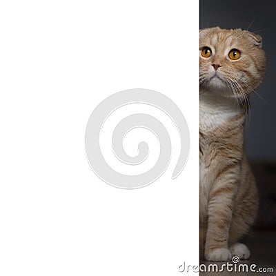 The red scottishfold cat looks out from the corner. White copy space for the text Stock Photo