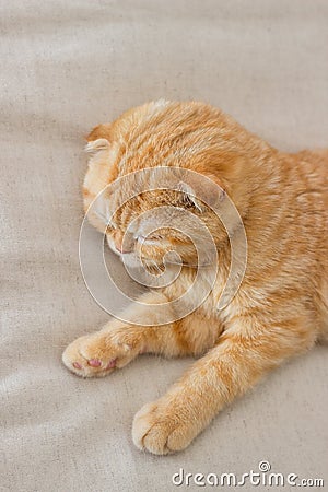 Red scottishfold cat sleeps peacefully Stock Photo