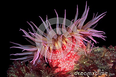 Red sea anemone Stock Photo