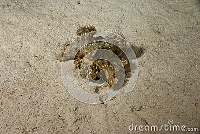 Red sea anemone hermit crab (dardanus tinctor) Stock Photo