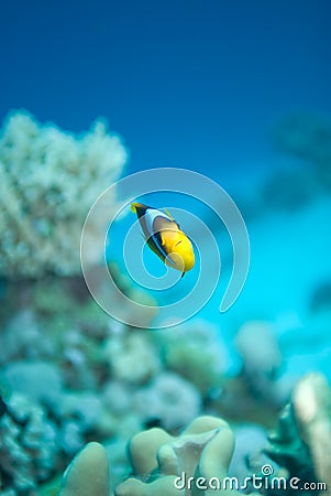 Red sea anemonefish (amphiprion bicinctus) Stock Photo