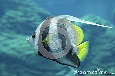 Red Sea bannerfish Stock Photo