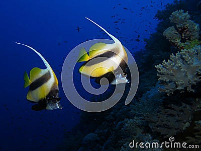 Red Sea Bannerfish - Heniochus intermedius Stock Photo