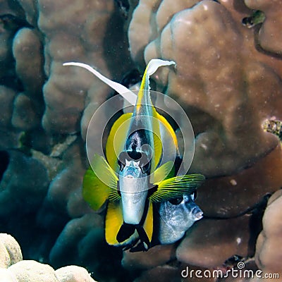 Red sea bannerfish Stock Photo