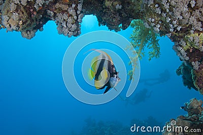 Red Sea bannerfish under an overhang Stock Photo
