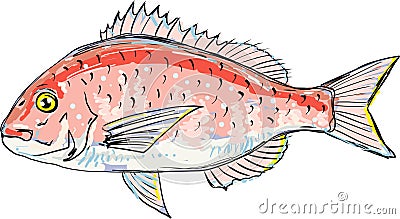 Red sea bream vector sketch illustration clip-art Vector Illustration