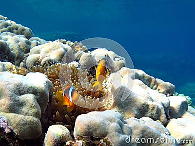 Red sea clown fish Nemo. (Amphiprioninae). Stock Photo
