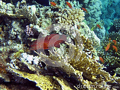 Red sea coral grouper and flock of Blue Eye Lyretail Anthias 1380 Stock Photo