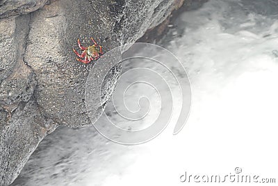 Red sea crab Stock Photo