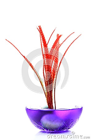 Red sea fern plant Stock Photo